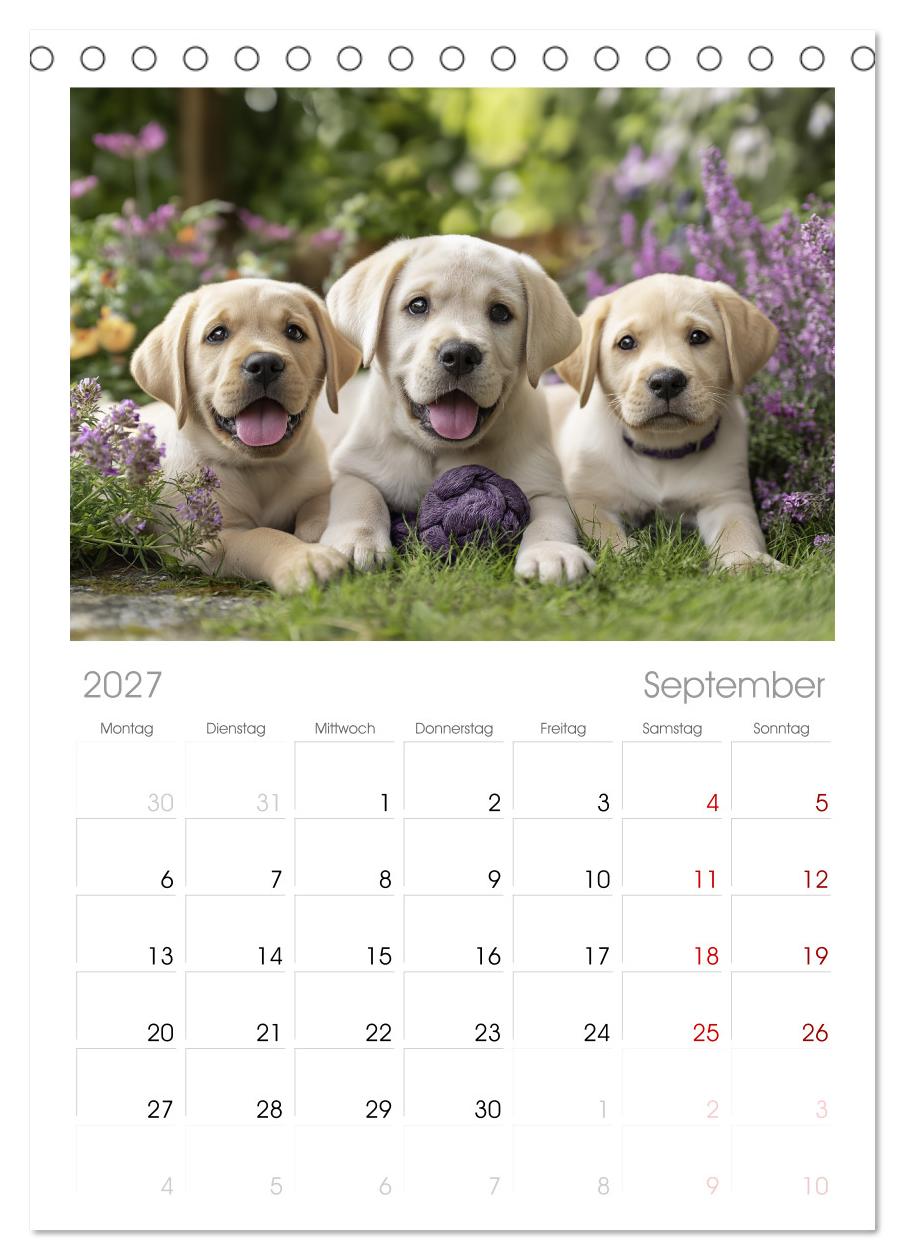 Labrador Liebe