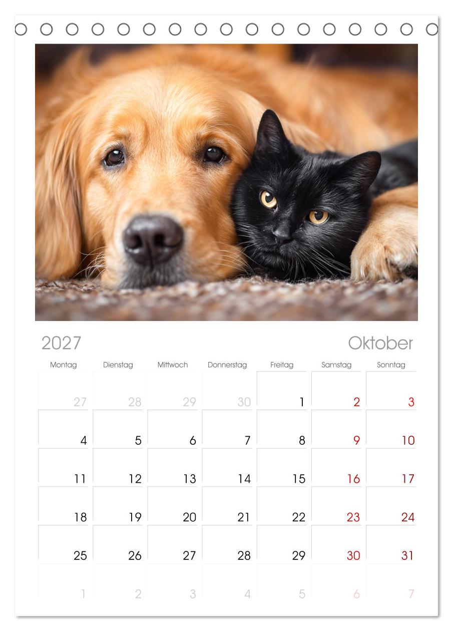 Hund und Katze - Tierische Freunde