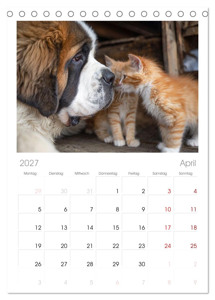 Hund und Katze - Tierische Freunde