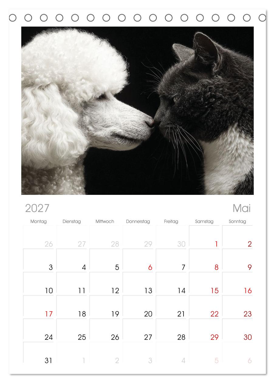 Hund und Katze - Tierische Freunde
