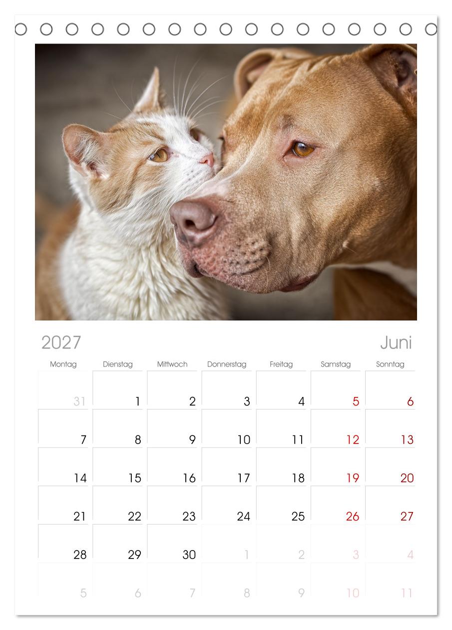Hund und Katze - Tierische Freunde