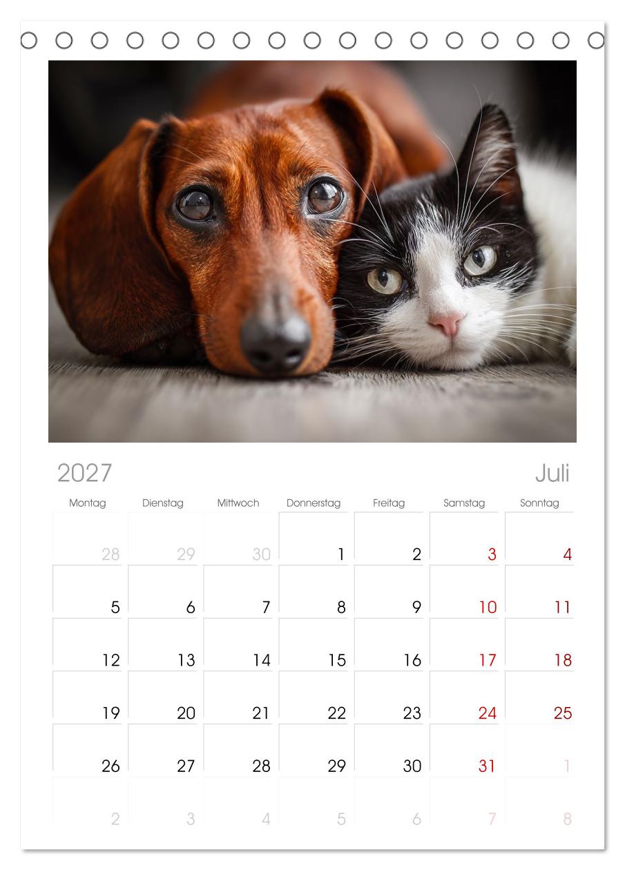 Hund und Katze - Tierische Freunde