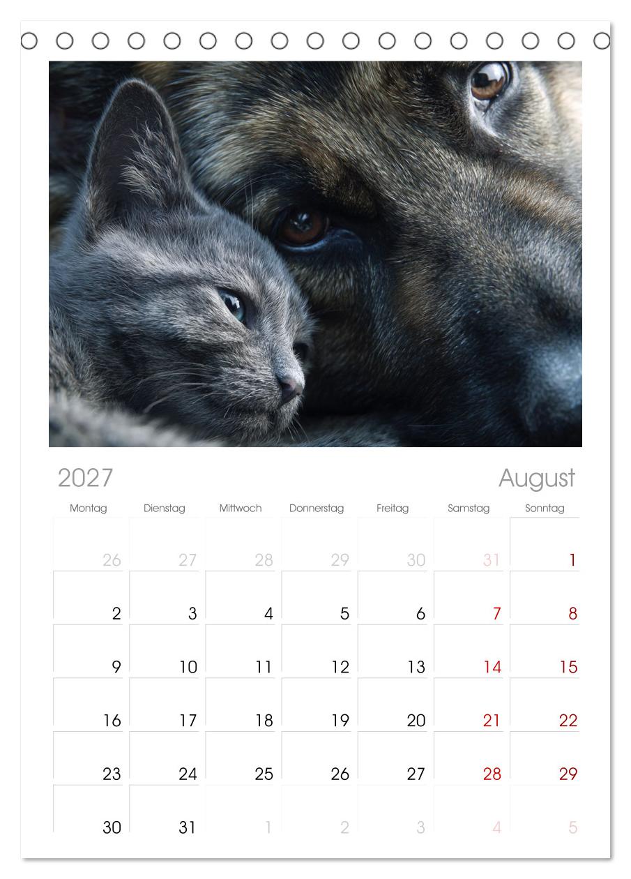 Hund und Katze - Tierische Freunde