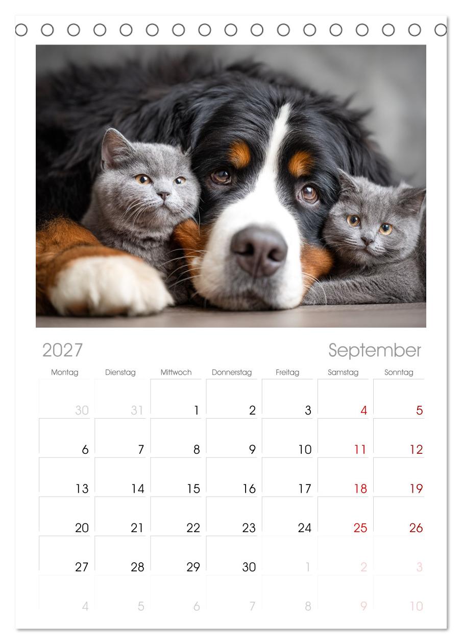 Hund und Katze - Tierische Freunde