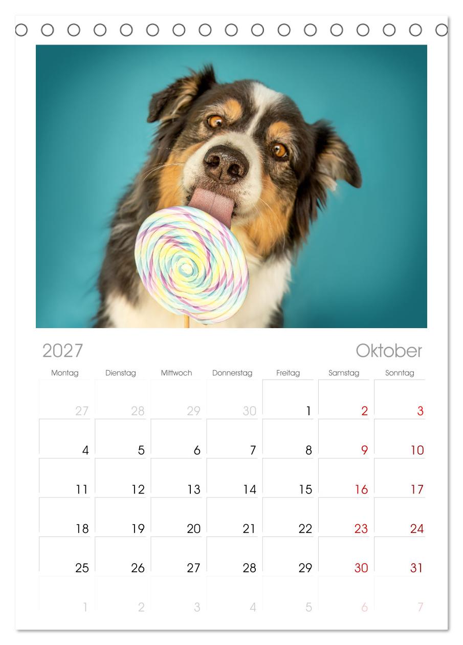 Süße Schnauzen