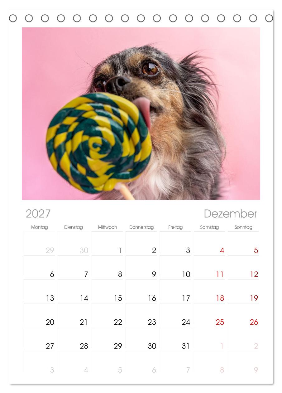 Süße Schnauzen