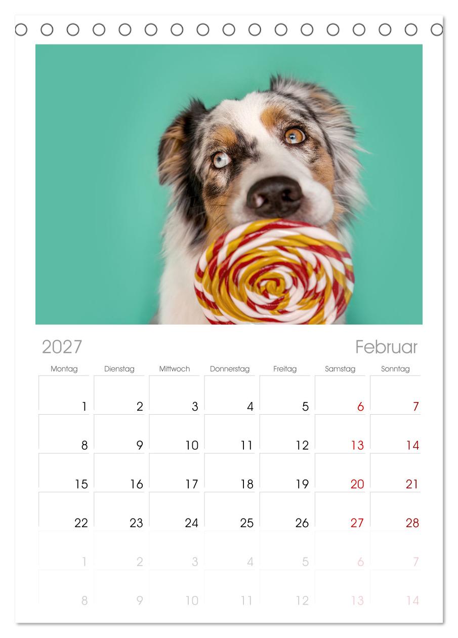 Süße Schnauzen