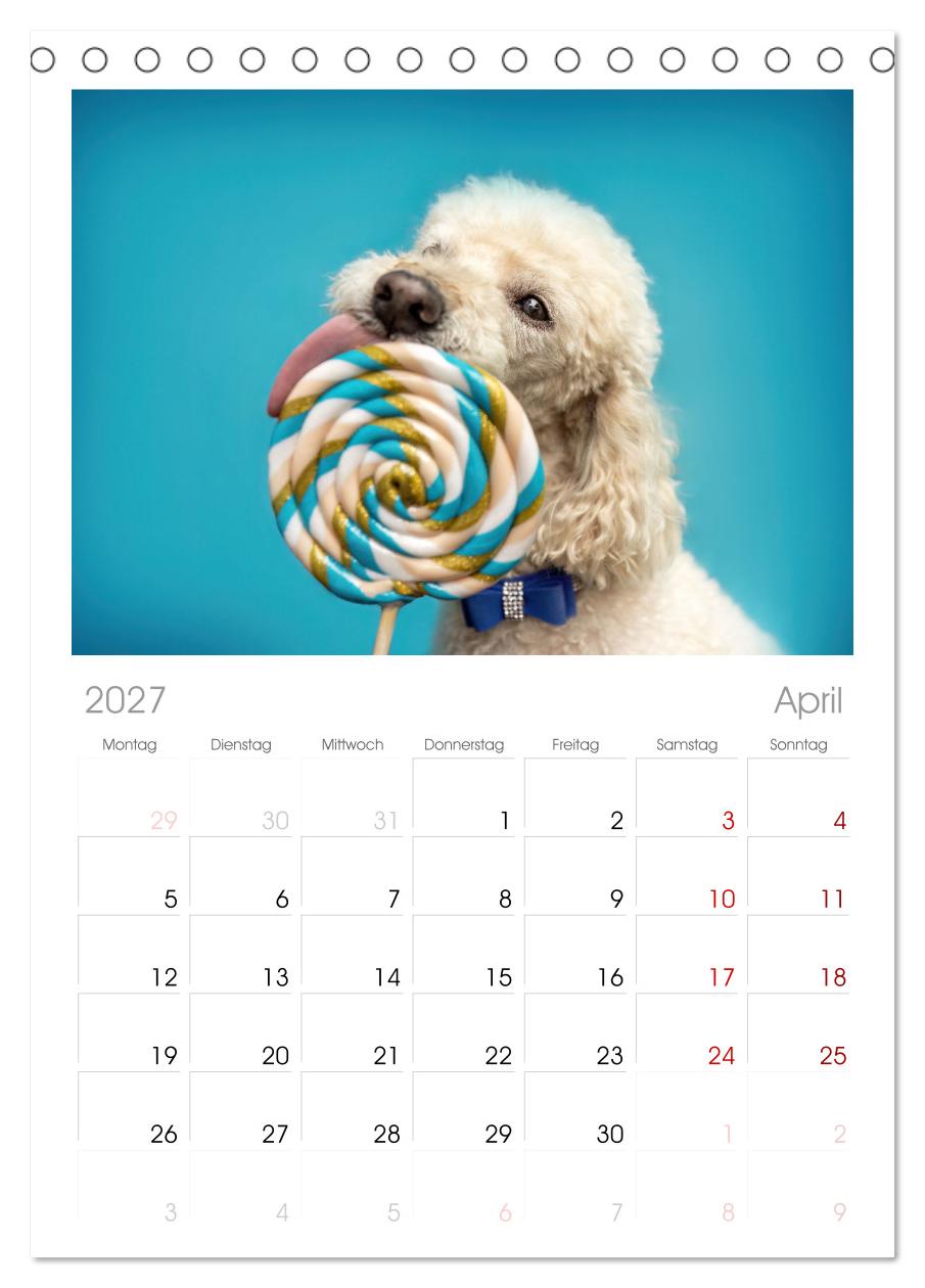 Süße Schnauzen
