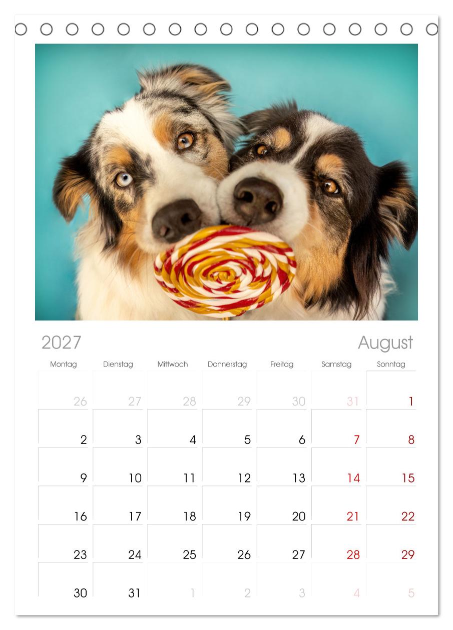 Süße Schnauzen
