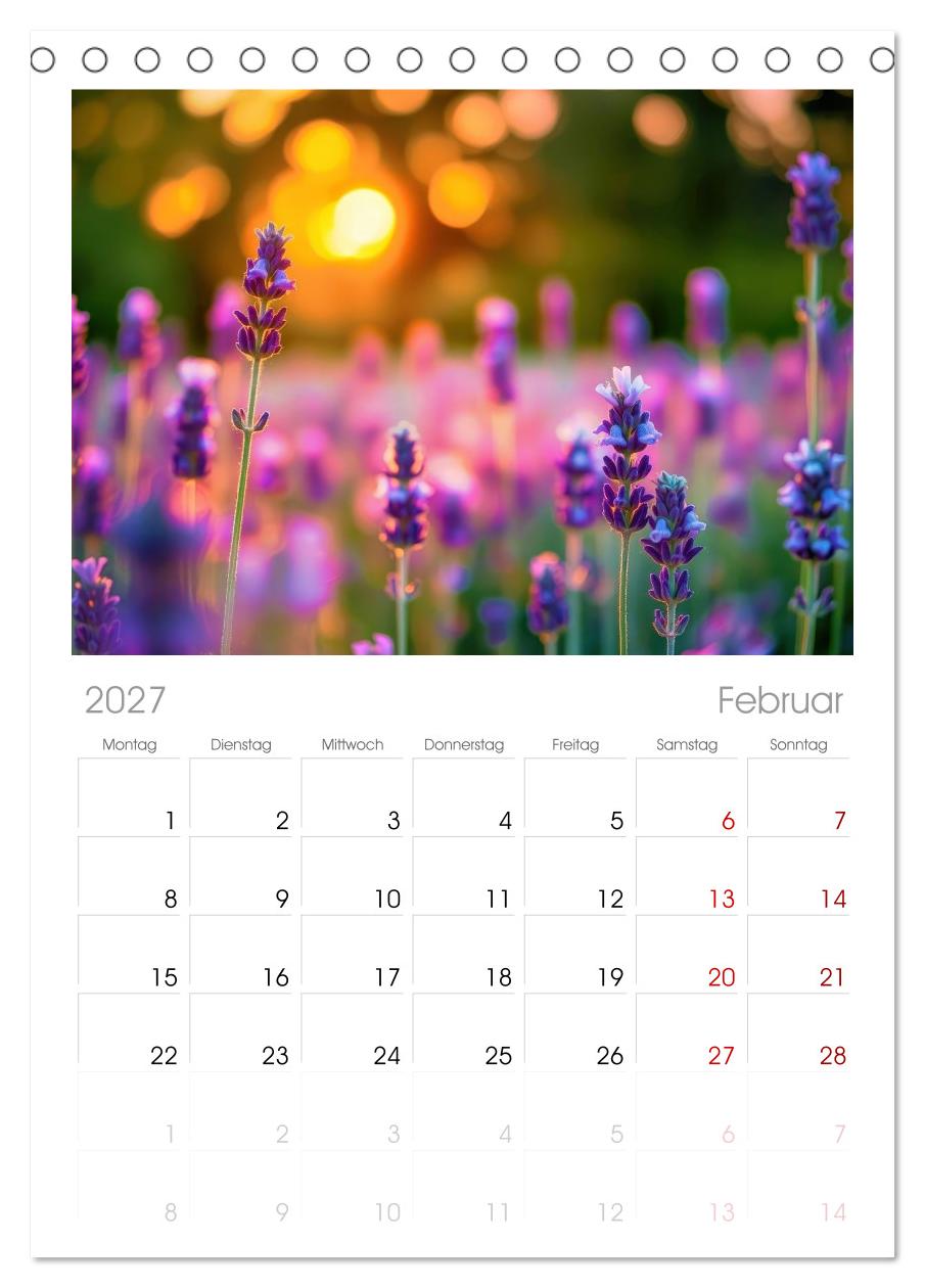 Lavendel für deine Sinne