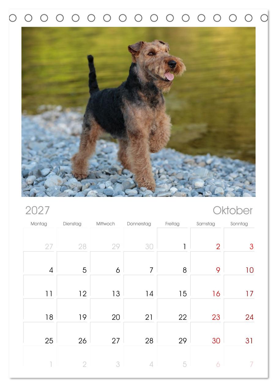 Welsh Terrier - treue Gefährten und vielseitige Jäger
