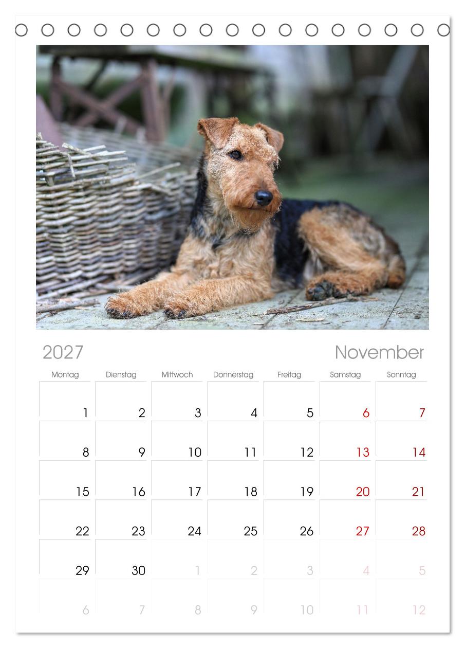 Welsh Terrier - treue Gefährten und vielseitige Jäger