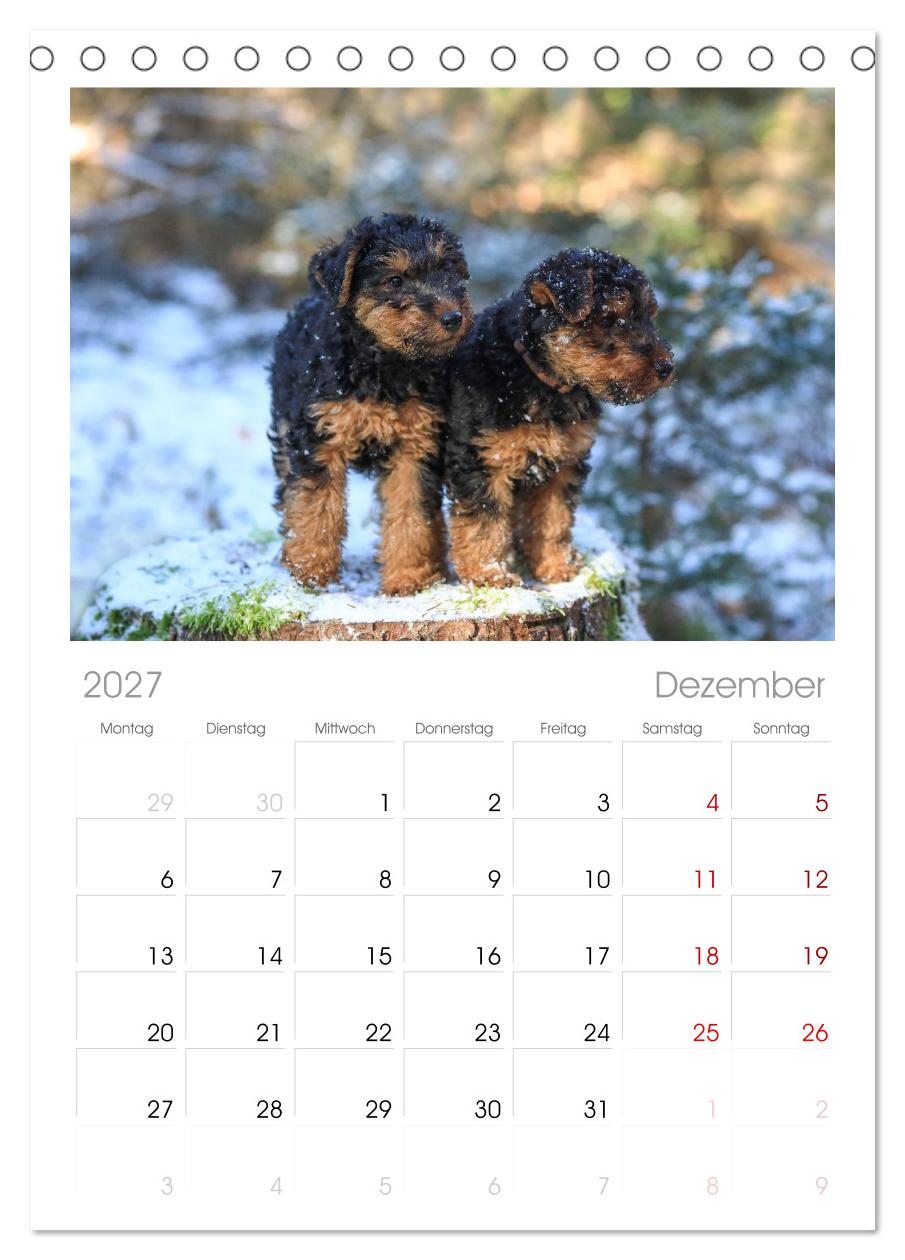 Welsh Terrier - treue Gefährten und vielseitige Jäger