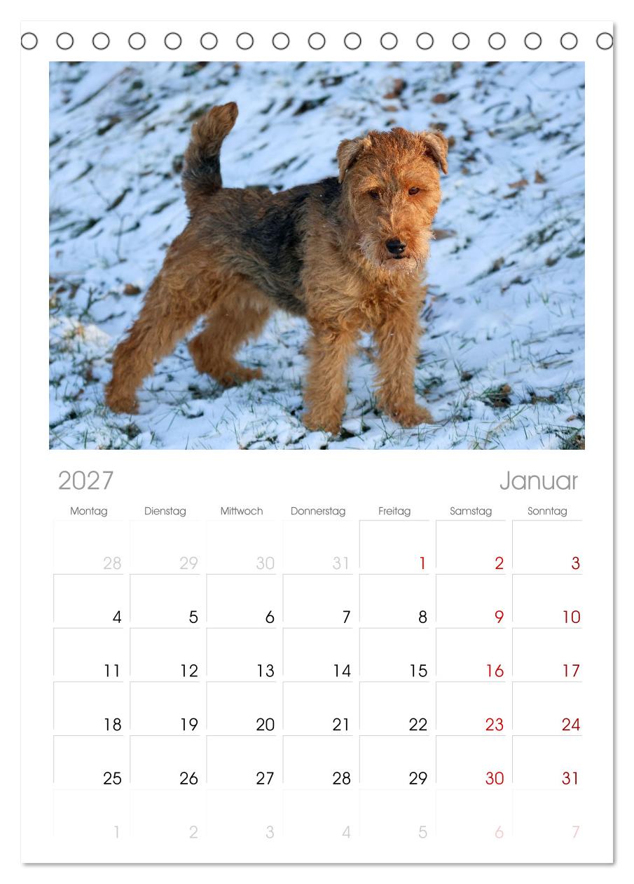 Welsh Terrier - treue Gefährten und vielseitige Jäger