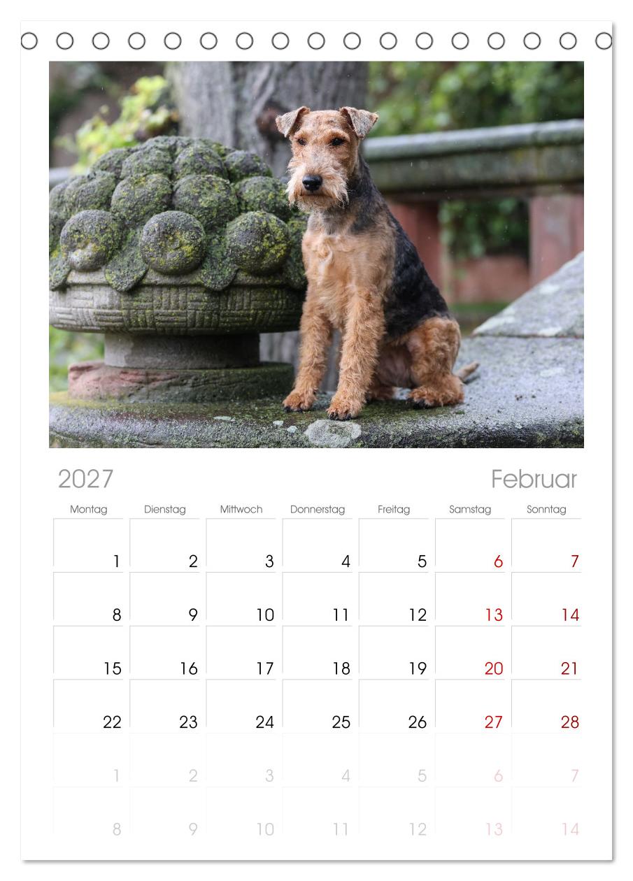 Welsh Terrier - treue Gefährten und vielseitige Jäger