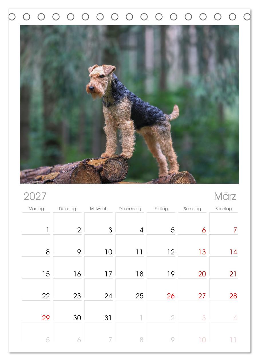 Welsh Terrier - treue Gefährten und vielseitige Jäger
