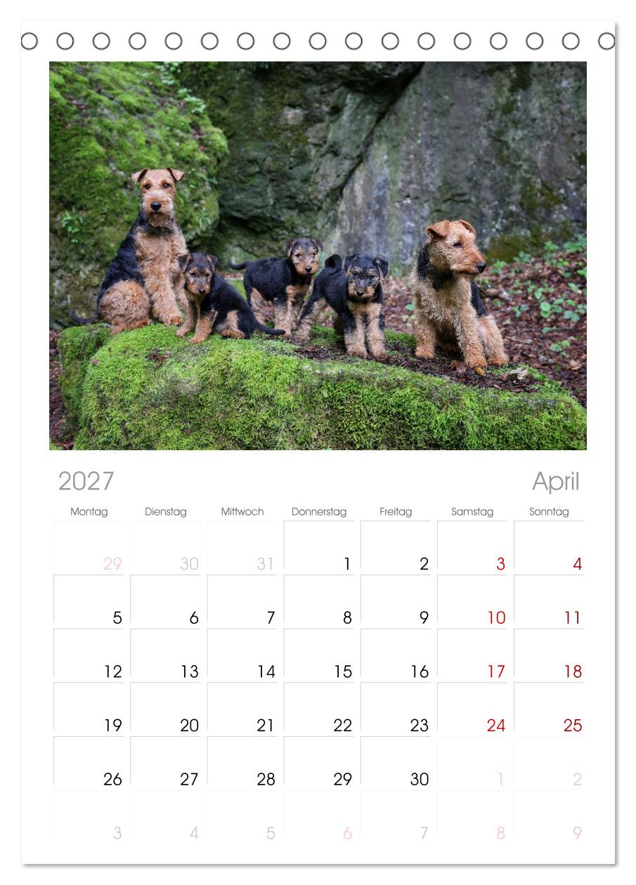Welsh Terrier - treue Gefährten und vielseitige Jäger