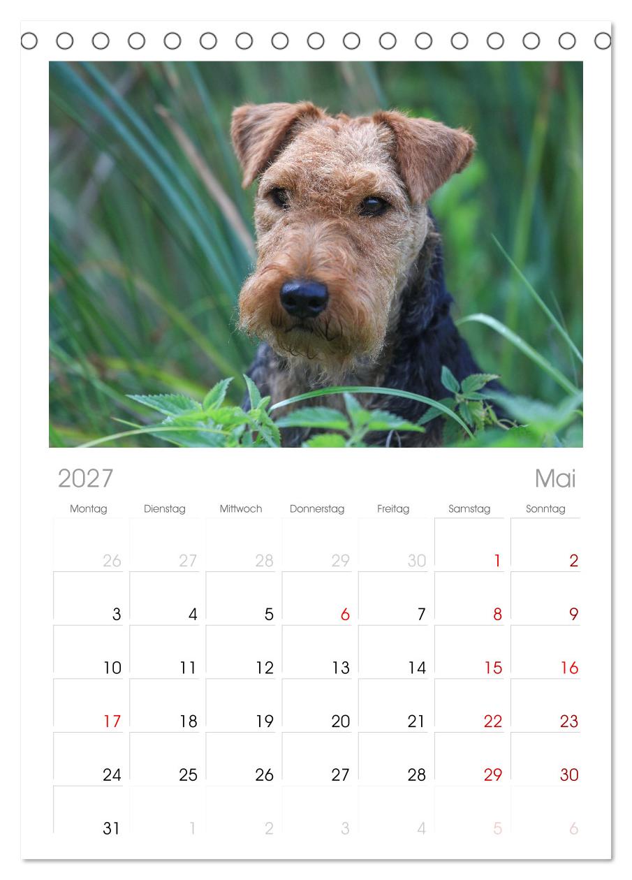 Welsh Terrier - treue Gefährten und vielseitige Jäger