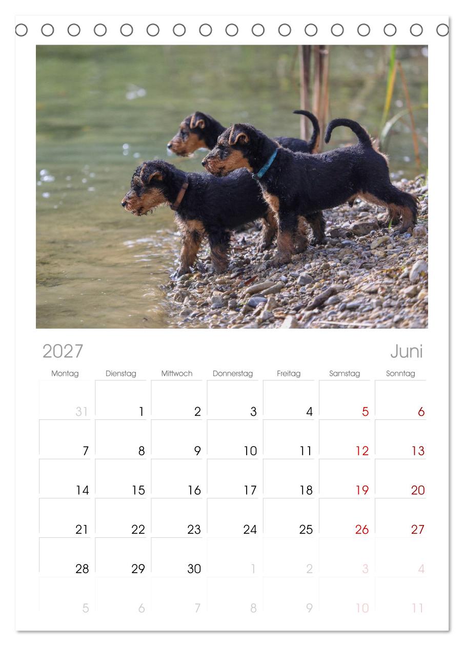 Welsh Terrier - treue Gefährten und vielseitige Jäger