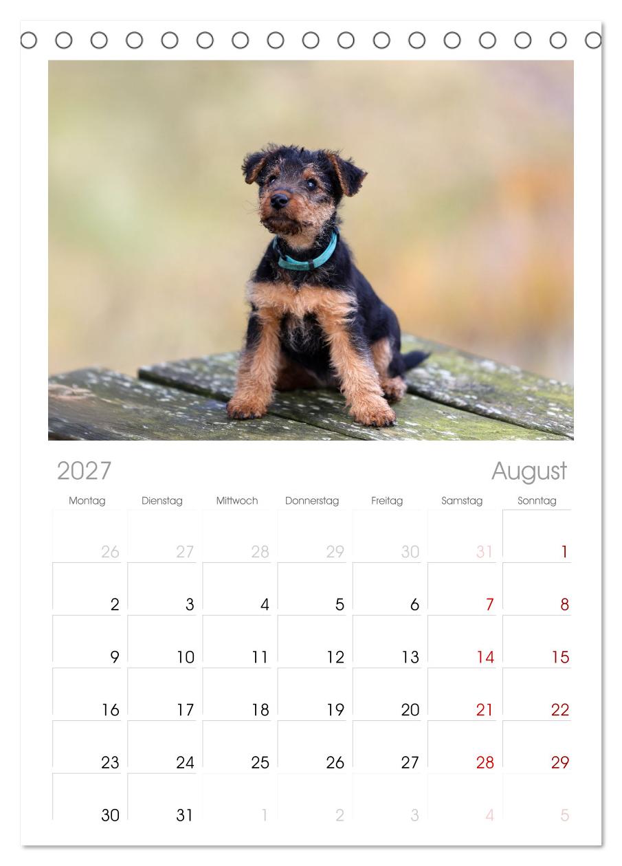 Welsh Terrier - treue Gefährten und vielseitige Jäger