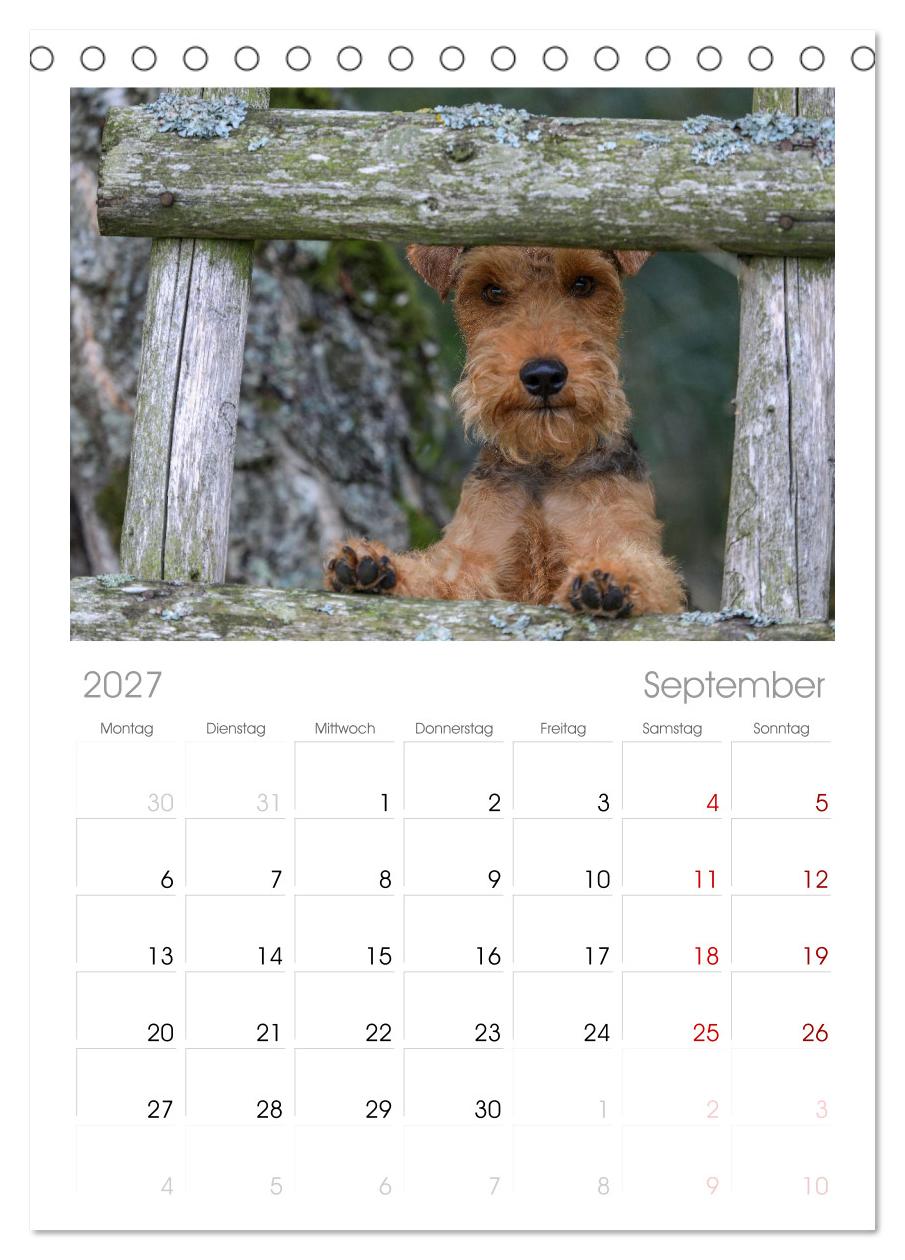 Welsh Terrier - treue Gefährten und vielseitige Jäger