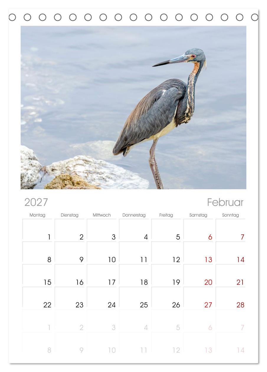 Blaureiher und Dreifarbenreiher
