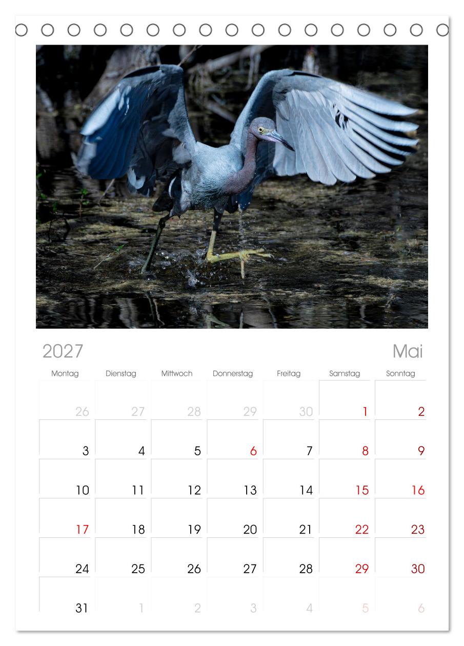 Blaureiher und Dreifarbenreiher