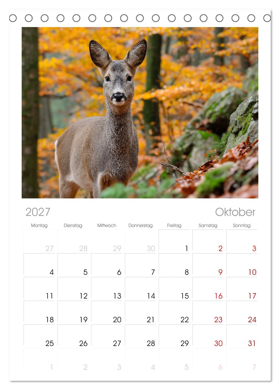 HIRSCHE UND REHE - Ein Jahr in freier Wildbahn
