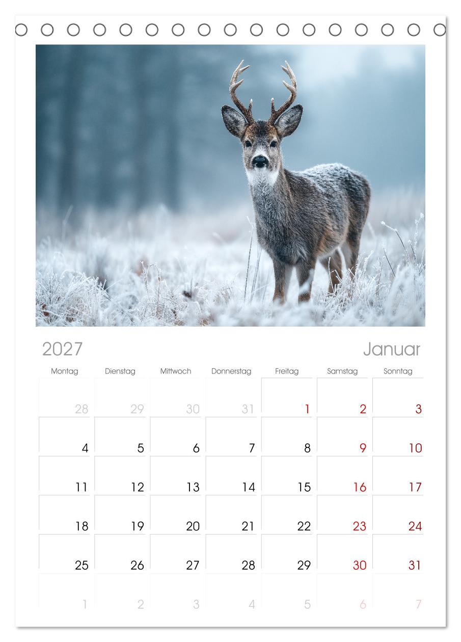 HIRSCHE UND REHE - Ein Jahr in freier Wildbahn