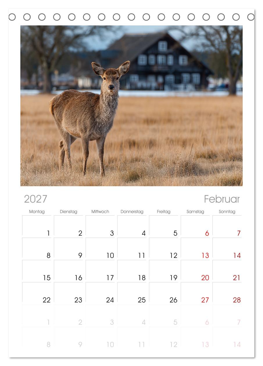 HIRSCHE UND REHE - Ein Jahr in freier Wildbahn