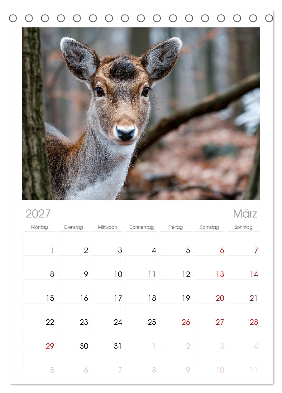 HIRSCHE UND REHE - Ein Jahr in freier Wildbahn