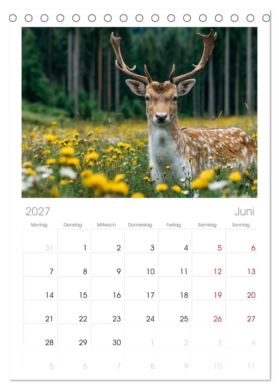 HIRSCHE UND REHE - Ein Jahr in freier Wildbahn
