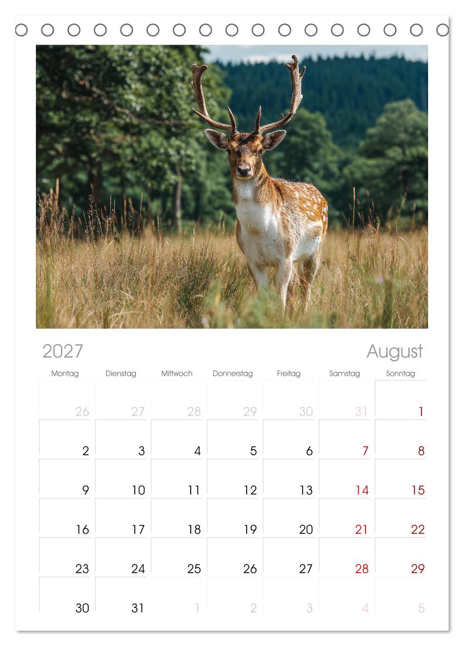 HIRSCHE UND REHE - Ein Jahr in freier Wildbahn
