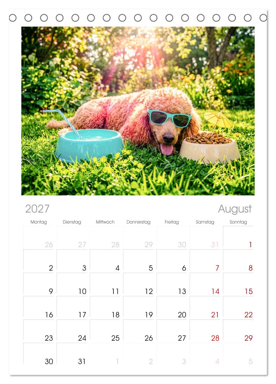 Lazy Dogs - Die faulsten Hunde des Jahres