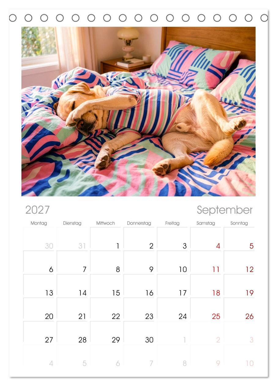 Lazy Dogs - Die faulsten Hunde des Jahres