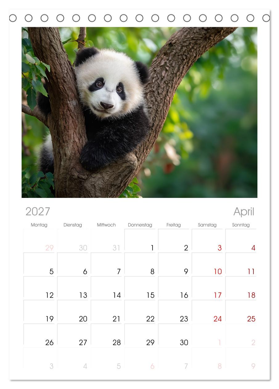 Panda Magie