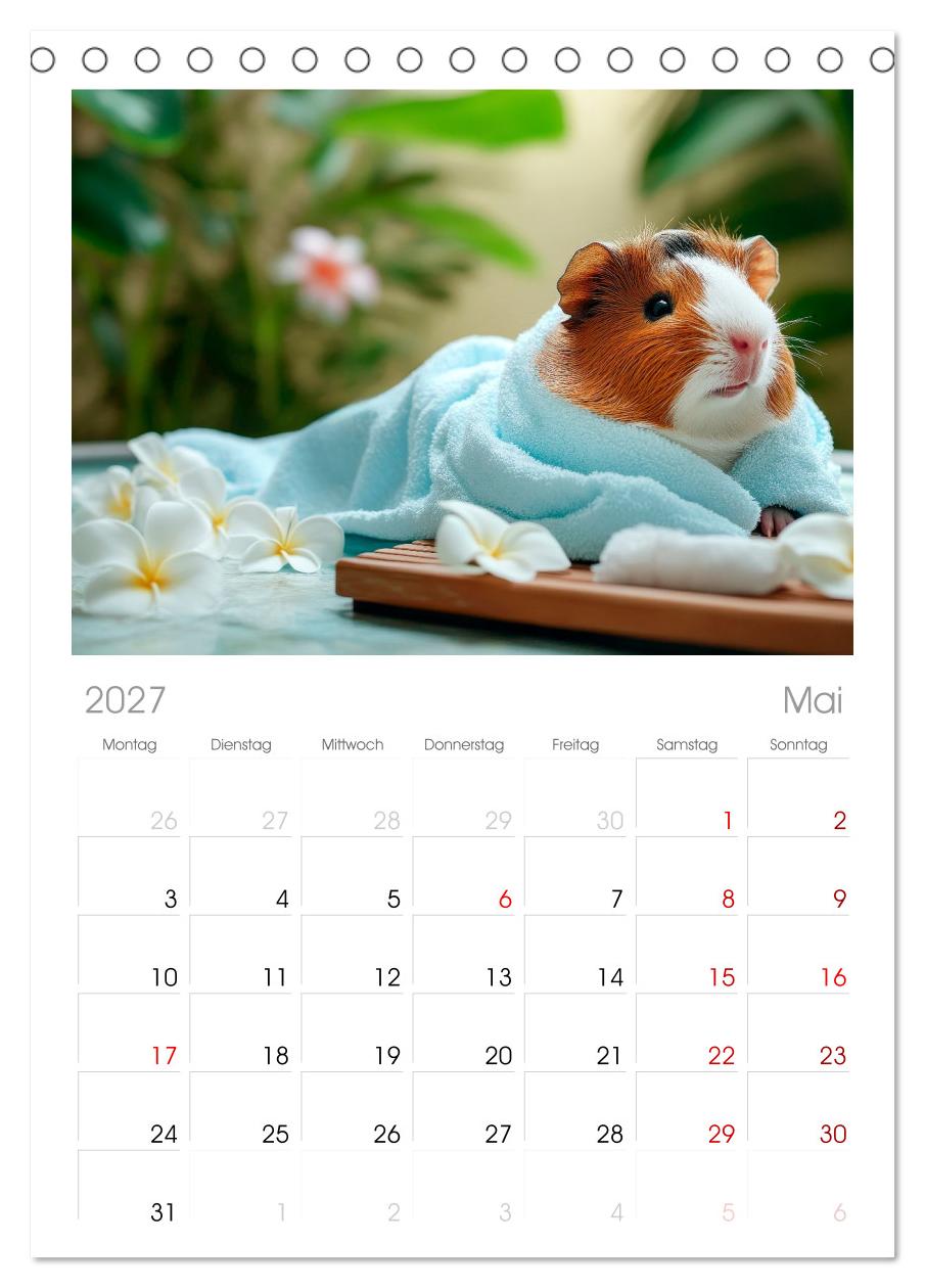 Meerschweinchen - Hauptsache Urlaub