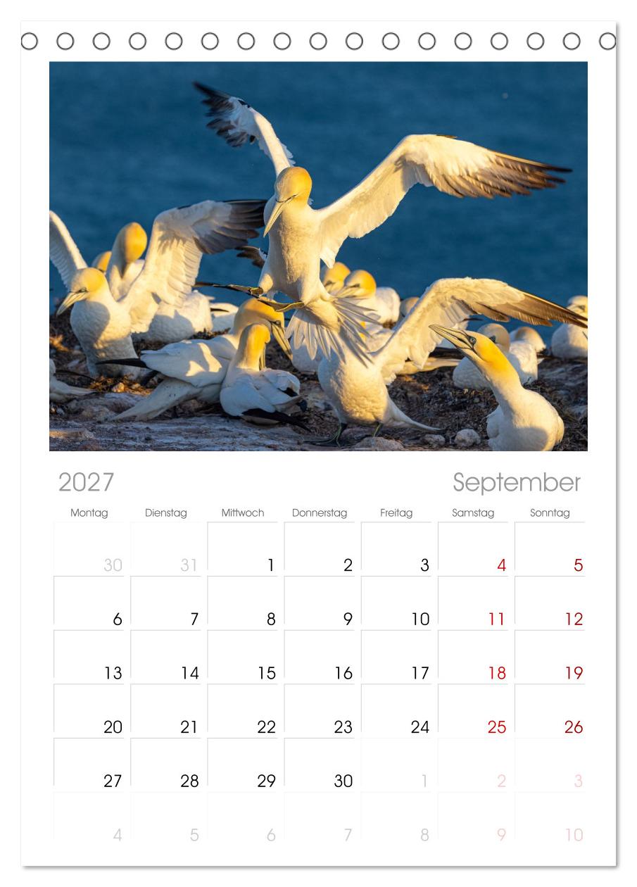 Basstölpel - Helgolands faszinierende Vögel