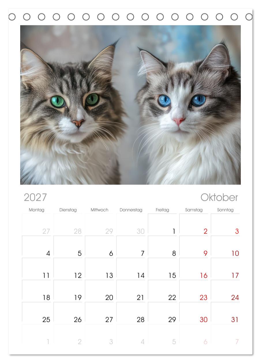 Katzen Illustrationen - Faszination pur