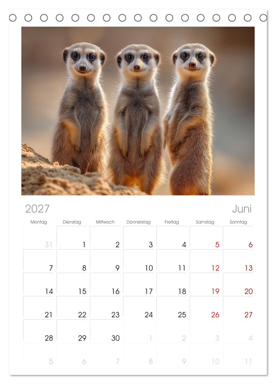 Die Welt der Erdmännchen