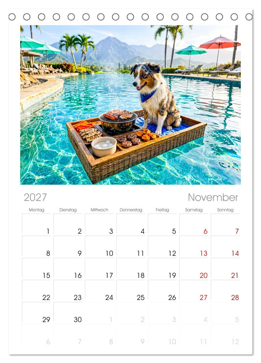 Hunde am Pool - Sommer, Spaß und nasse Pfoten