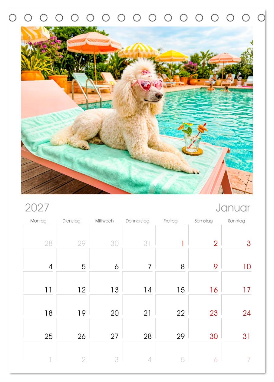 Hunde am Pool - Sommer, Spaß und nasse Pfoten