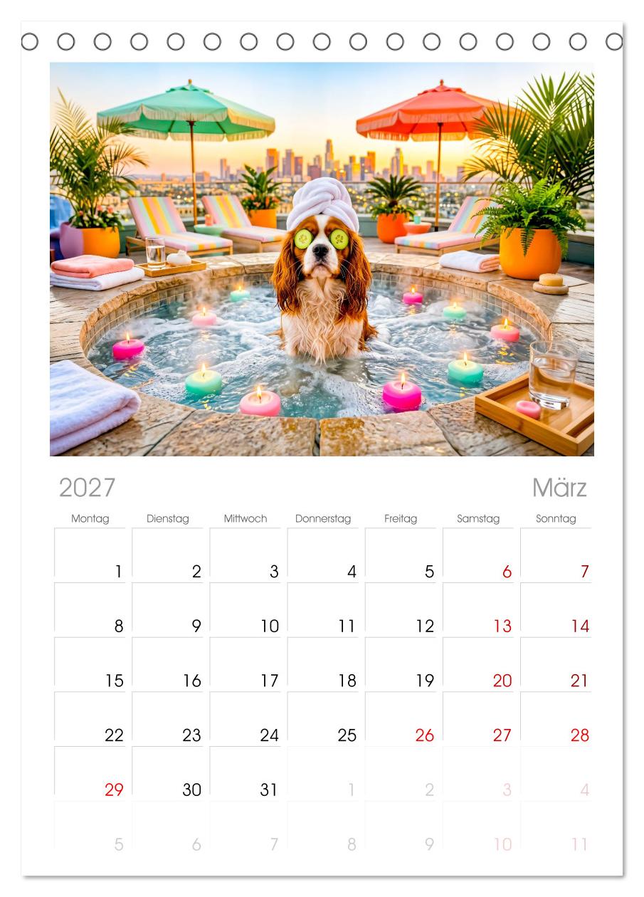 Hunde am Pool - Sommer, Spaß und nasse Pfoten