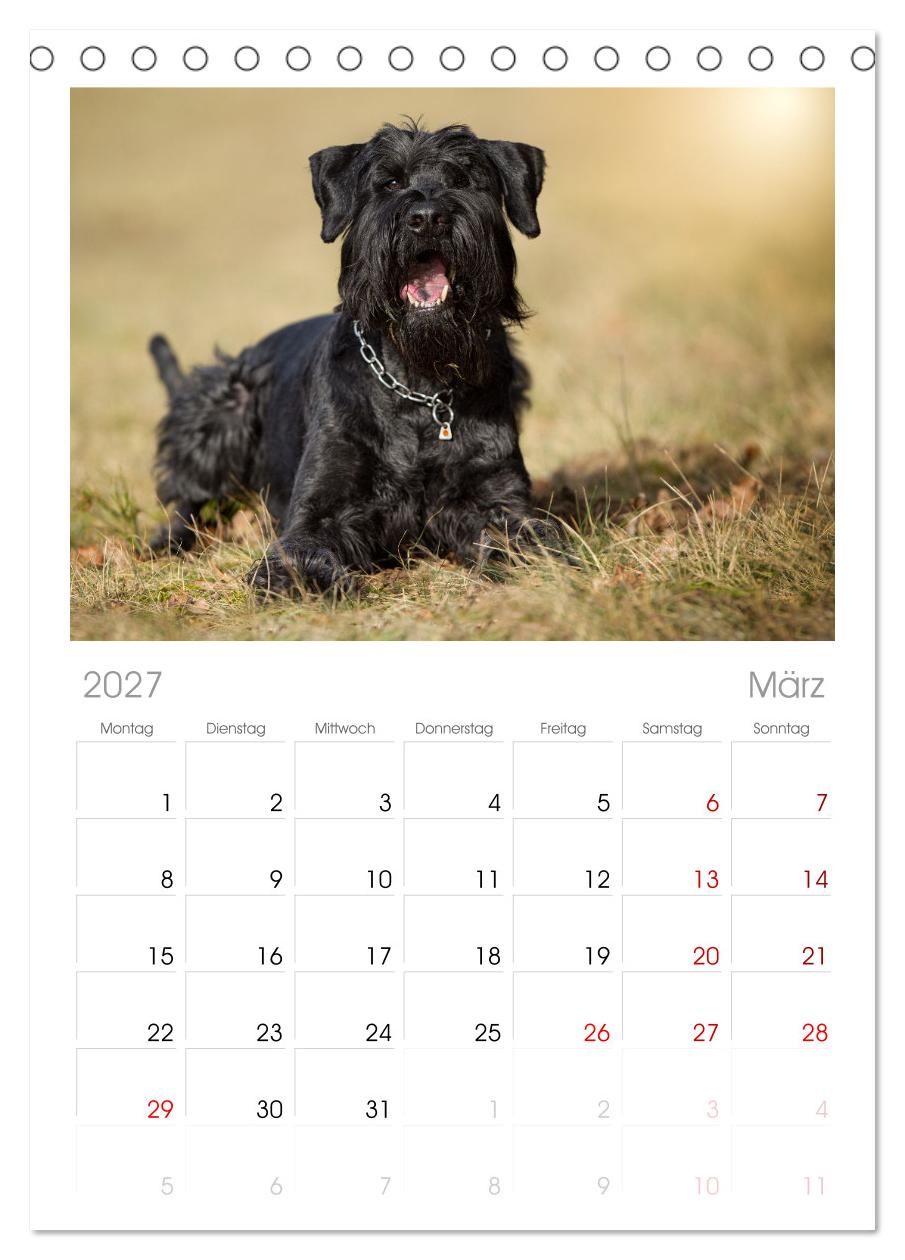 Mit dem Riesenschnauzer durch das Jahr