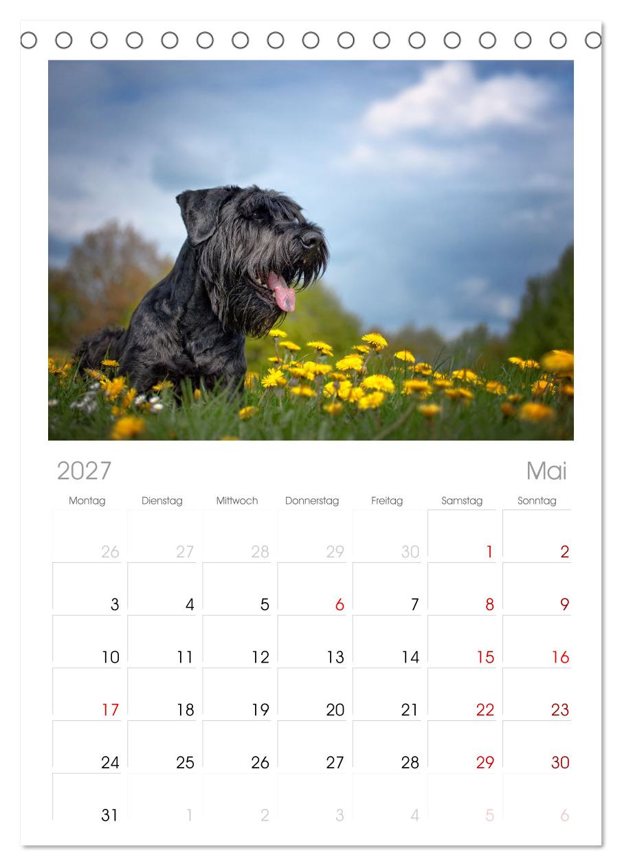 Mit dem Riesenschnauzer durch das Jahr