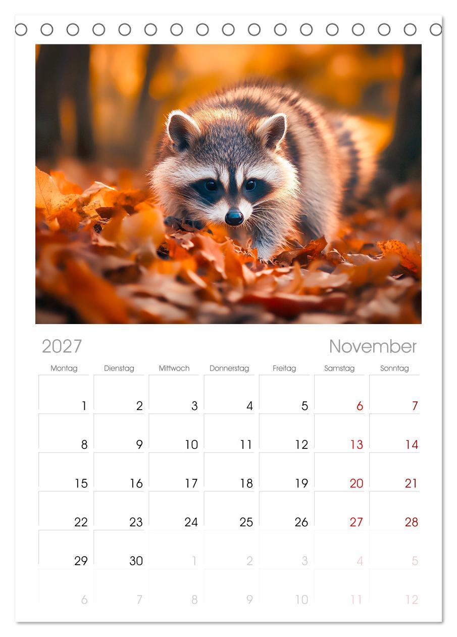 Frech, flauschig, fantastisch - Der Waschbären-Kalender