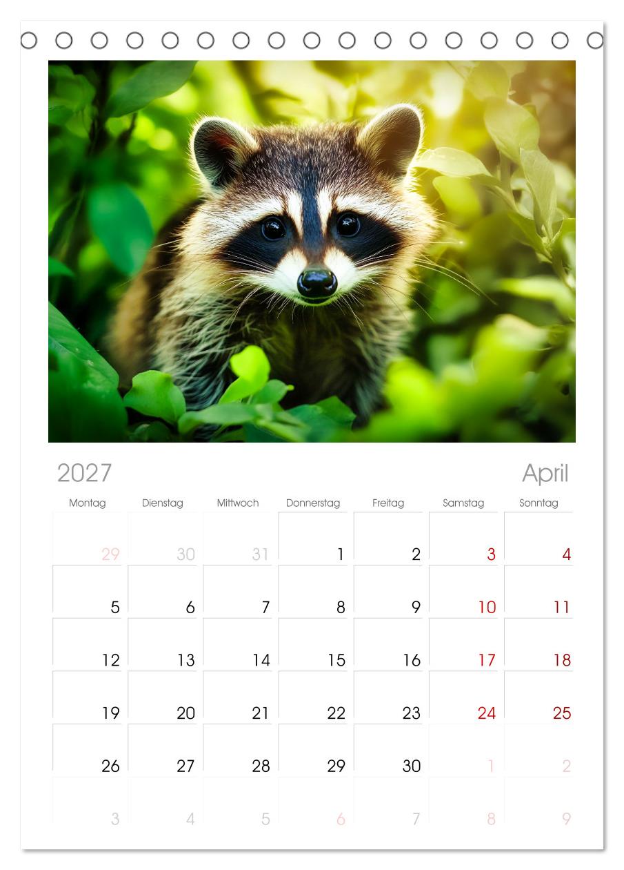 Frech, flauschig, fantastisch - Der Waschbären-Kalender