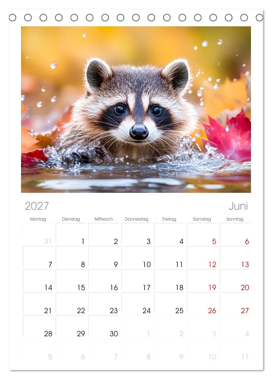 Frech, flauschig, fantastisch - Der Waschbären-Kalender