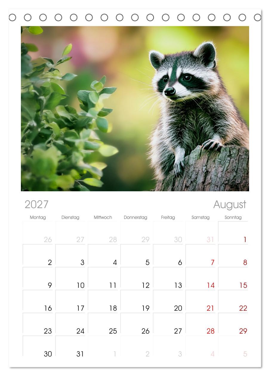 Frech, flauschig, fantastisch - Der Waschbären-Kalender