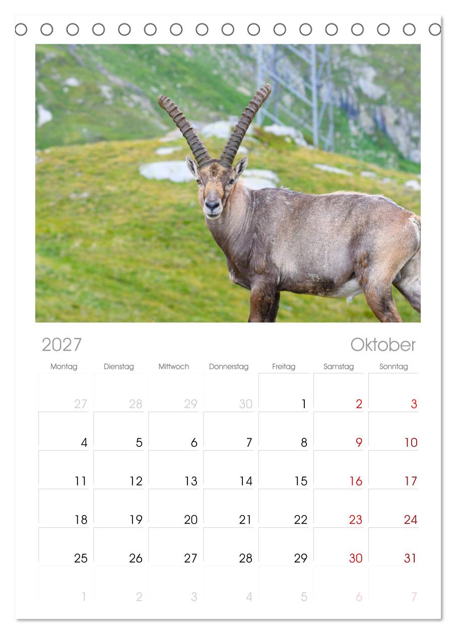 Bergkönige - Steinböcke im Blickpunkt der Naturfotografie